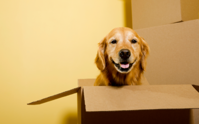 Come affrontare un trasloco con animali domestici: guida pratica e consigli utili